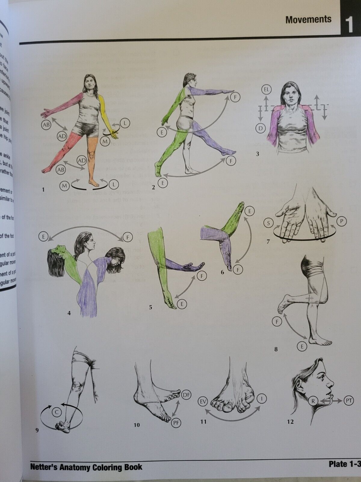 Netter's Anatomy Coloring Book 2nd Updated Edition by John T. Hansen