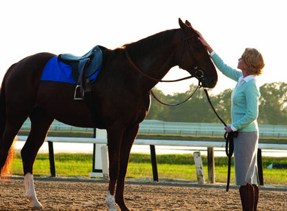 Secretariat (DVD)